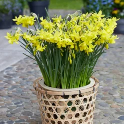 Narcissus 'Yellow Ocean' 8 Narcissus 'Yellow Ocean' -UK Garden Plants Sales 2024 narcissus yellow ocean 1