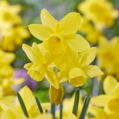 Narcissus 'Yellow Ocean' 11 Narcissus 'Yellow Ocean' -UK Garden Plants Sales 2024 narcissus yellow ocean 2