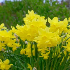 Narcissus 'Yellow Ocean' 10 Narcissus 'Yellow Ocean' -UK Garden Plants Sales 2024 narcissus yellow ocean 3