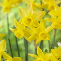 Narcissus 'Yellow Ocean' 9 Narcissus 'Yellow Ocean' -UK Garden Plants Sales 2024 narcissus yellow ocean 4