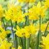 Narcissus 'Yellow Ocean' -UK Garden Plants Sales 2024 narcissus yellow ocean 5