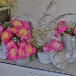 Paeonia 'Bowl Of Beauty' -UK Garden Plants Sales 2024 paeonia bowl of beauty 2