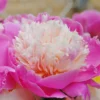 Paeonia 'Bowl Of Beauty' 1 Paeonia 'Bowl Of Beauty' -UK Garden Plants Sales 2024 paeonia bowl of beauty 3