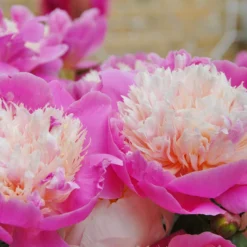 Paeonia 'Bowl Of Beauty' -UK Garden Plants Sales 2024 paeonia bowl of beauty 4