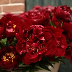 Paeonia 'Buckeye Belle' 14 Paeonia 'Buckeye Belle' -UK Garden Plants Sales 2024 paeonia buckeye bell 2