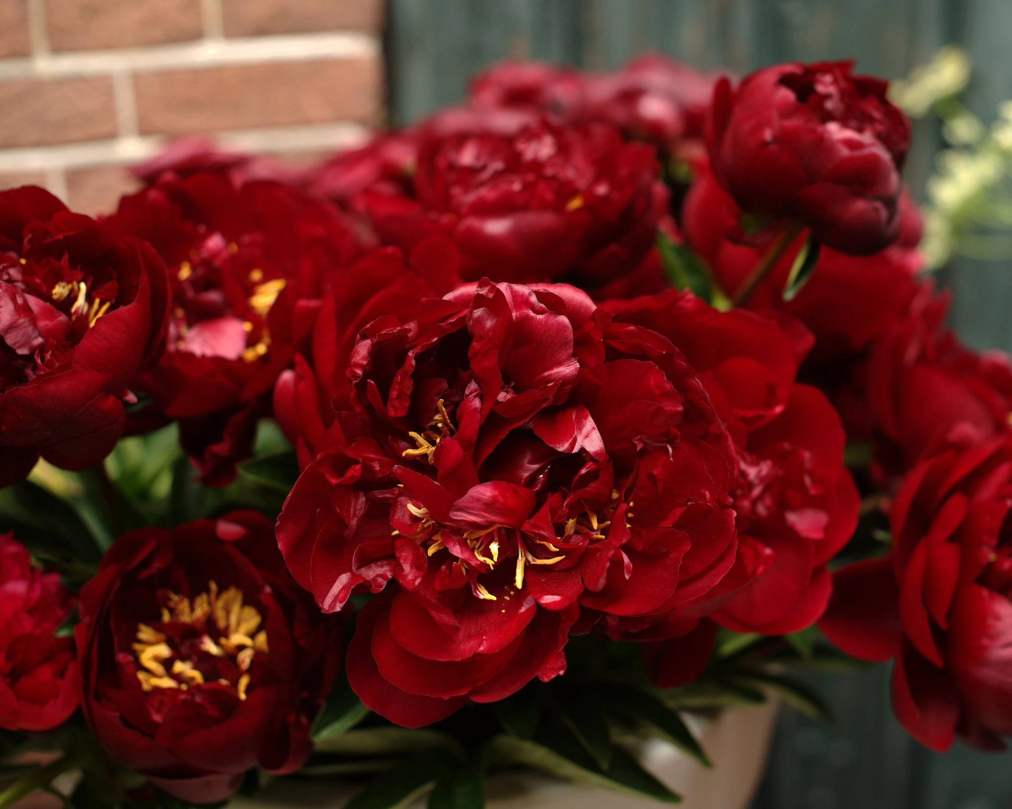 Paeonia 'Buckeye Belle' 5 Paeonia 'Buckeye Belle' - Image 3