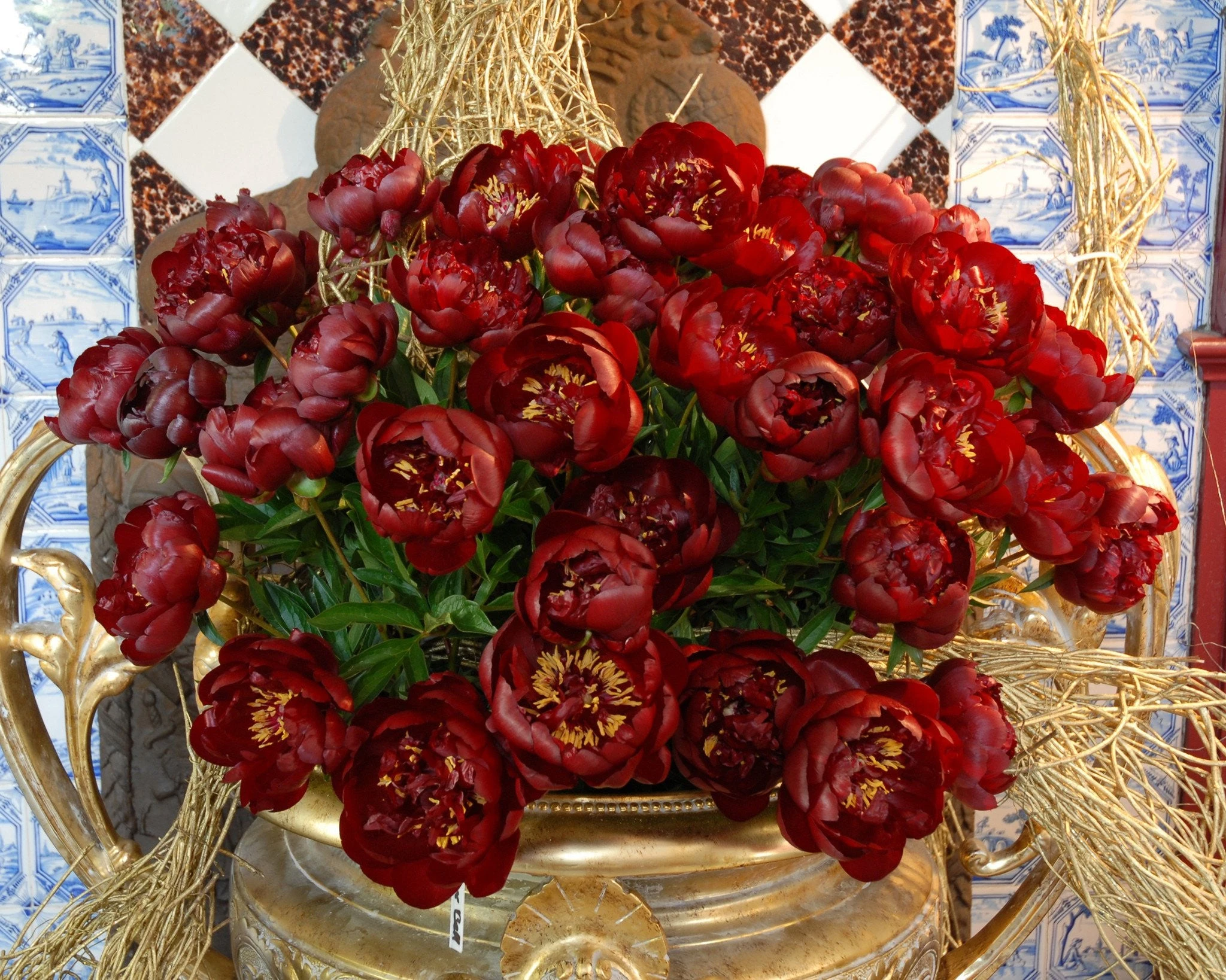 Paeonia 'Buckeye Belle' 4 Paeonia 'Buckeye Belle' - Image 2