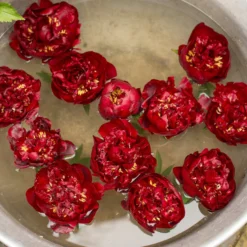 Paeonia 'Buckeye Belle' 15 Paeonia 'Buckeye Belle' -UK Garden Plants Sales 2024 paeonia buckeye bell 4