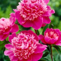 Paeonia 'Madame Emile Debatene'