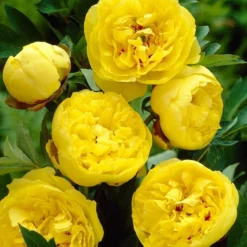 Paeonia 'Yellow Crown'
