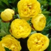 Paeonia 'Yellow Crown XXL' -UK Garden Plants Sales 2024 paeonia yellow crown 1 c97dd74d 82f8 4881 b616 38056acb389f