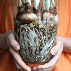 Narcissus Tazetta 'Paperwhite' -UK Garden Plants Sales 2024 paperwhites 00 scaled