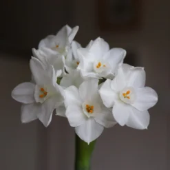 Narcissus Tazetta 'Paperwhite' -UK Garden Plants Sales 2024 paperwhites 01 scaled
