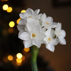 Narcissus Tazetta 'Paperwhite' -UK Garden Plants Sales 2024 paperwhites 02 scaled