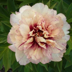 Paeonia 'All That Jazz' -UK Garden Plants Sales 2024 peony all that jazz 1 scaled