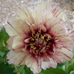 Paeonia 'All That Jazz' -UK Garden Plants Sales 2024 peony all that jazz 10