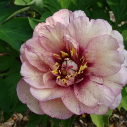 Paeonia 'All That Jazz' -UK Garden Plants Sales 2024 peony all that jazz 11