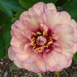 Paeonia 'All That Jazz' -UK Garden Plants Sales 2024 peony all that jazz 12