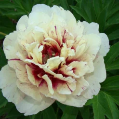 Paeonia 'All That Jazz' -UK Garden Plants Sales 2024 peony all that jazz 2