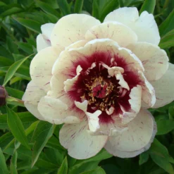 Paeonia 'All That Jazz' -UK Garden Plants Sales 2024 peony all that jazz 4