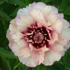 Paeonia 'All That Jazz' -UK Garden Plants Sales 2024 peony all that jazz 5