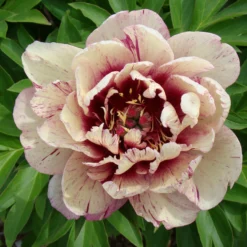Paeonia 'All That Jazz' -UK Garden Plants Sales 2024 peony all that jazz 6