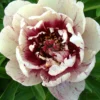 Paeonia 'All That Jazz' -UK Garden Plants Sales 2024 peony all that jazz 7 8a571a7a e305 45c6 bcec ad4a9884f7e5