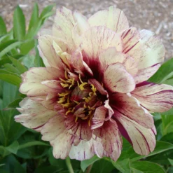 Paeonia 'All That Jazz' -UK Garden Plants Sales 2024 peony all that jazz 8
