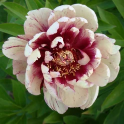 Paeonia 'All That Jazz' -UK Garden Plants Sales 2024 peony all that jazz 9