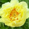 Paeonia 'Bartzella' -UK Garden Plants Sales 2024 peony bartzella 0 3c85400a ec54 4c53 83dc da5cdd3770b4 scaled