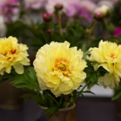 Paeonia 'Bartzella' 13 Paeonia 'Bartzella' -UK Garden Plants Sales 2024 peony bartzella 1 scaled