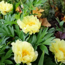 Paeonia 'Bartzella' 12 Paeonia 'Bartzella' -UK Garden Plants Sales 2024 peony bartzella 5 scaled