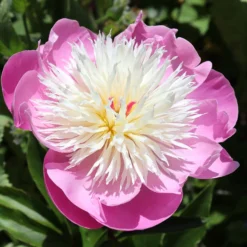 Paeonia 'Bowl Of Beauty' -UK Garden Plants Sales 2024 peony bowl of beauty 0