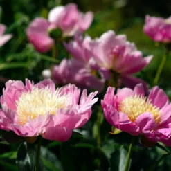 Paeonia 'Bowl Of Beauty' -UK Garden Plants Sales 2024 peony bowl of beauty 1 scaled