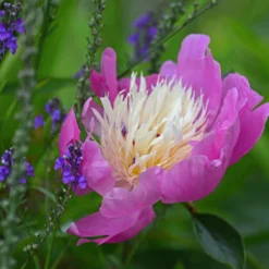 Paeonia 'Bowl Of Beauty' -UK Garden Plants Sales 2024 peony bowl of beauty 2 scaled