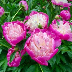 Paeonia 'Bowl Of Beauty' -UK Garden Plants Sales 2024 peony bowl of beauty 3 scaled