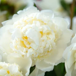 Paeonia 'Bridal Shower' -UK Garden Plants Sales 2024 peony bridal shower 2 scaled