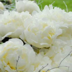 Paeonia 'Bridal Shower' -UK Garden Plants Sales 2024 peony bridal shower 3 scaled