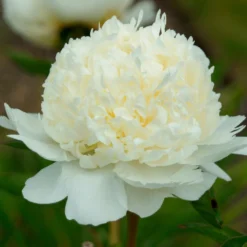 Paeonia 'Bridal Shower' -UK Garden Plants Sales 2024 peony bridal shower 4