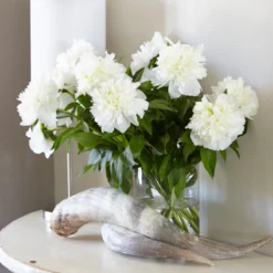 Paeonia 'Bridal Shower' -UK Garden Plants Sales 2024 peony bridal shower 5