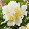 Paeonia 'Bridal Shower' -UK Garden Plants Sales 2024 peony bridal shower 6