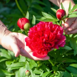 Paeonia 'Buckeye Belle' 16 Paeonia 'Buckeye Belle' -UK Garden Plants Sales 2024 peony buckeye bell 1 scaled