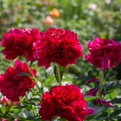 Paeonia 'Buckeye Belle' 17 Paeonia 'Buckeye Belle' -UK Garden Plants Sales 2024 peony buckeye bell 2 scaled