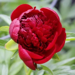 Paeonia 'Buckeye Belle' 18 Paeonia 'Buckeye Belle' -UK Garden Plants Sales 2024 peony buckeye bell 3 scaled