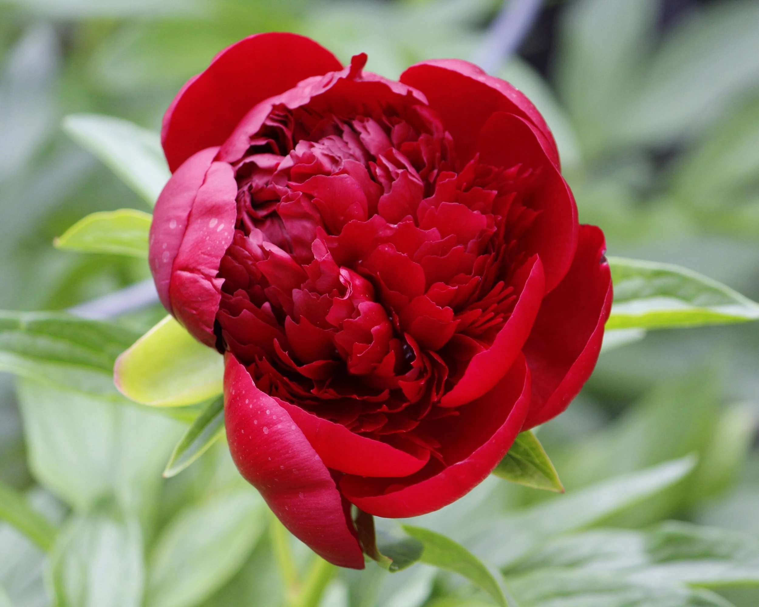 Paeonia 'Buckeye Belle' 9 Paeonia 'Buckeye Belle' - Image 7