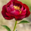 Paeonia 'Buckeye Belle' -UK Garden Plants Sales 2024 peony buckeye bell 4