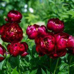 Paeonia 'Buckeye Belle' 19 Paeonia 'Buckeye Belle' -UK Garden Plants Sales 2024 peony buckeye bell 5 scaled