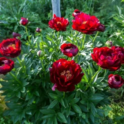 Paeonia 'Buckeye Belle' 20 Paeonia 'Buckeye Belle' -UK Garden Plants Sales 2024 peony buckeye bell 6 scaled
