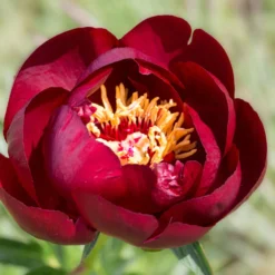 Paeonia 'Buckeye Belle' 21 Paeonia 'Buckeye Belle' -UK Garden Plants Sales 2024 peony buckeye bell 7 scaled