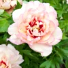 Paeonia 'Callie's Memory' 1 Paeonia 'Callie's Memory' -UK Garden Plants Sales 2024 peony callies memory 1